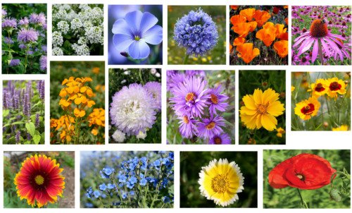 Flower Mix Flower Seeds Non Gmo Easy to Grow