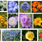 Flower Mix Flower Seeds Non Gmo Easy to Grow