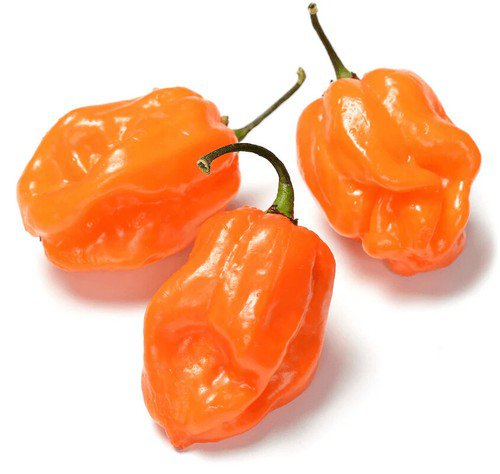 Habanero Pepper Seeds Pepper Seeds Non Gmo Easy to Grow