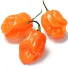 Habanero Pepper Seeds Pepper Seeds Non Gmo Easy to Grow