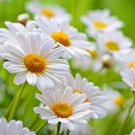 Chamomile Seeds Common Non Gmo Herb Seeds Easy to Grow