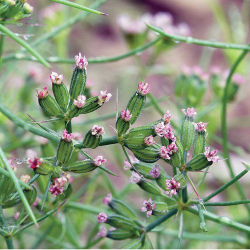 Cumin Herb Seeds Herb Seeds Non Gmo Easy to Grow