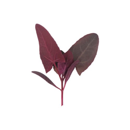 Orach Seeds Ruby Red Vegetable Seeds Non Gmo Easy to Grow