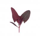 Orach Seeds Ruby Red Vegetable Seeds Non Gmo Easy to Grow