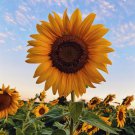 Sunflower Seeds Mammoth Hybrid Royal Fresh Seeds Easy to Grow