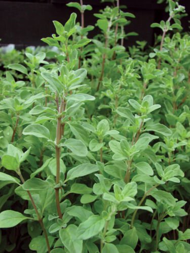 Sweet Marjoram Seeds Herb Seeds Non Gmo Easy to Grow