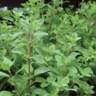 Sweet Marjoram Seeds Herb Seeds Non Gmo Easy to Grow