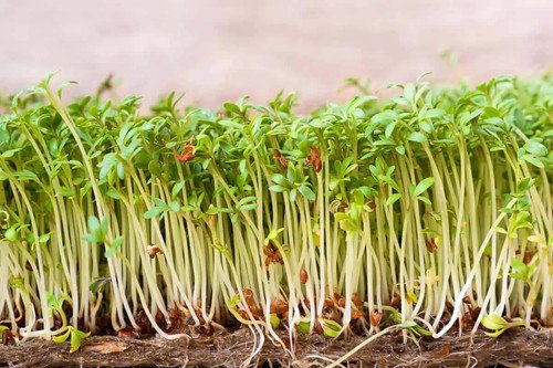 Cressida Cress Seeds Micro Green Seeds Non Gmo Easy to Grow