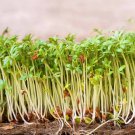 Cressida Cress Seeds Micro Green Seeds Non Gmo Easy to Grow