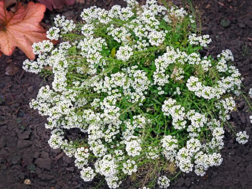 Sweet Alyssum Seeds Flower Seeds Non Gmo Easy to Grow