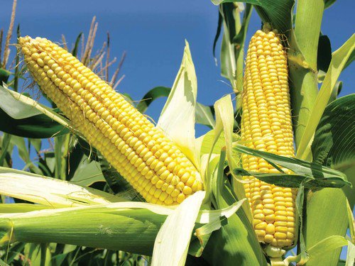 Corn Seeds Popcorn Seeds Sweet Corn Seeds Non Gmo Easy to Grow