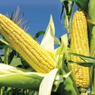 Corn Seeds Popcorn Seeds Sweet Corn Seeds Non Gmo Easy to Grow