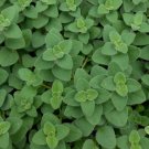 Oregano Seeds Greek Oregano Herb Seeds Non Gmo Easy to Grow