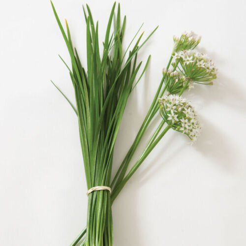 Garlic Leek Seeds Chinese Leeks Non Gmo Easy to Grow