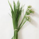 Garlic Leek Seeds Chinese Leeks Non Gmo Easy to Grow