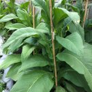 Tobacco Seeds Connecticut Shade Herb Seeds Non Gmo Easy to Grow
