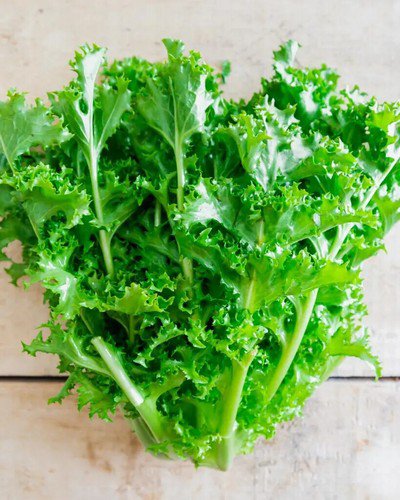 Endives Seeds Clodia Vegetable Seeds Non Gmo Easy to Grow