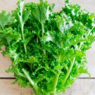 Endives Seeds Clodia Vegetable Seeds Non Gmo Easy to Grow