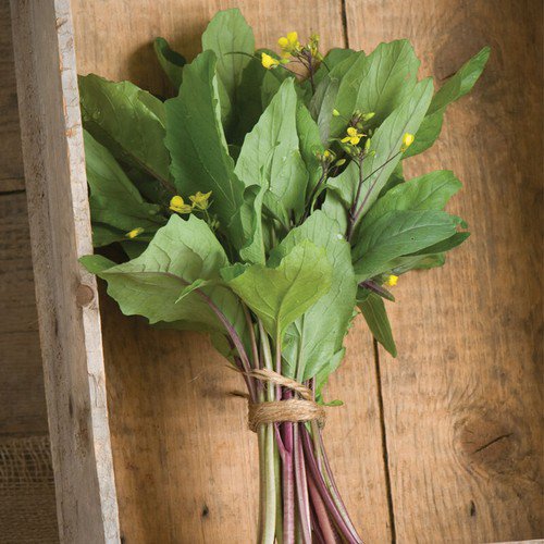 Hon Tsai Tai Seeds Asian Greens Kailaan Seeds Non Gmo Easy to Grow