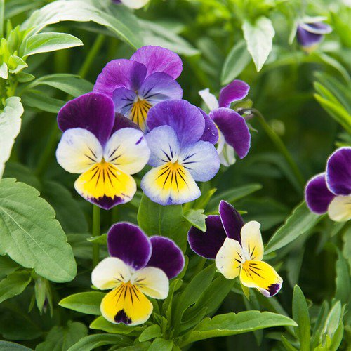 Viola Seeds Flower Seeds Helen Mount Non Gmo Easy to Grow