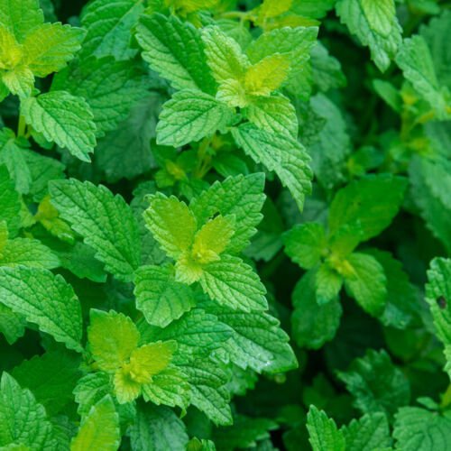 Lemon Balm Seeds Herb Seeds Non Gmo Easy to Grow
