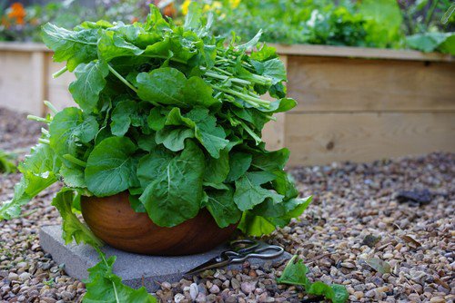 Arugla Seeds Standardnon Gmo Easy to Grow