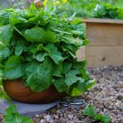 Arugla Seeds Standardnon Gmo Easy to Grow