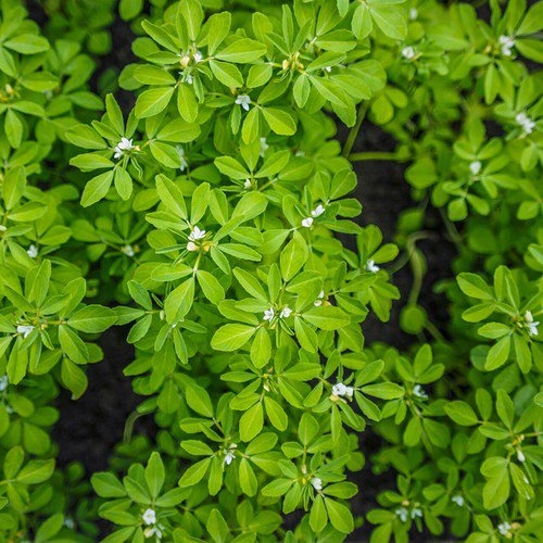 Fenugreek Herb Seeds Common Non Gmo Easy to Grow