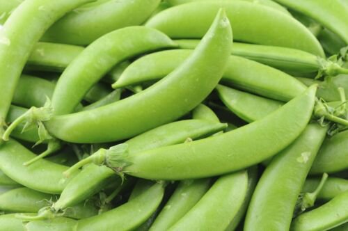 Pea Seeds Sugar Snap Peasnon Gmo Easy to Grow