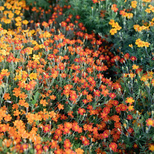 Marigold Flower Seeds Red Gem Flower Seeds Non Gmo Easy to Grow