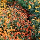 Marigold Flower Seeds Red Gem Flower Seeds Non Gmo Easy to Grow