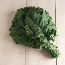 Kale Seeds White Russian Kale Vegetable Seeds Non Gmo Easy to Grow