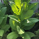 Tobacco Seeds Connecticut Broadleaf Herb Seeds Non Gmo Easy to Grow