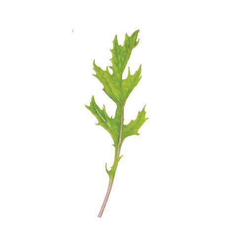Ember Brassica Green From Japan Vegetable Seeds Non Gmo Easy to Grow
