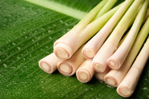 Lemon Grass Seeds West Indian Herb Seeds Non Gmo Easy to Grow