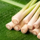 Lemon Grass Seeds West Indian Herb Seeds Non Gmo Easy to Grow
