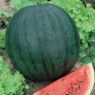 Watermelon Seeds Sugar Baby Fresh Seeds Easy to Grow