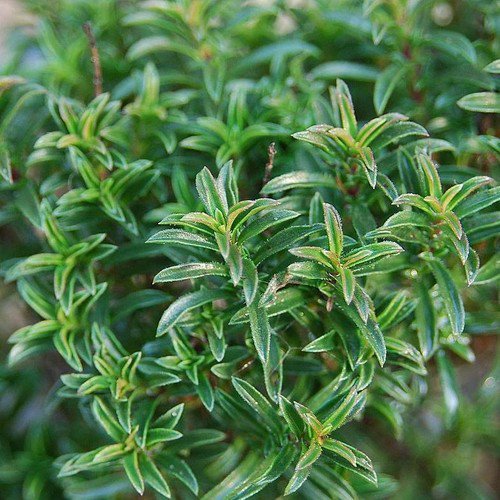 Savory Seeds Summer Savory Herb Seeds Non Gmo Easy to Grow