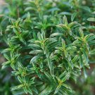 Savory Seeds Summer Savory Herb Seeds Non Gmo Easy to Grow