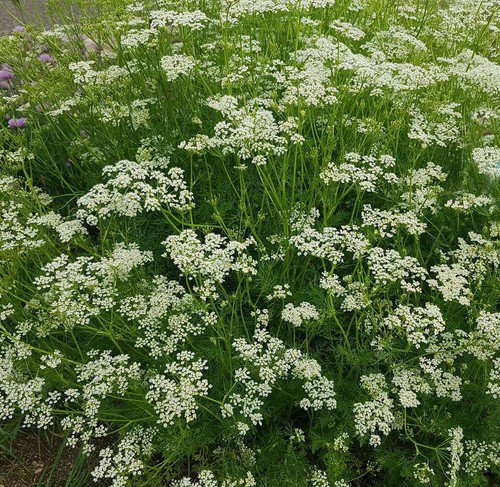 Caraway Seeds Arterner Herb Seeds Non Gmo Easy to Grow