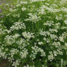 Caraway Seeds Arterner Herb Seeds Non Gmo Easy to Grow