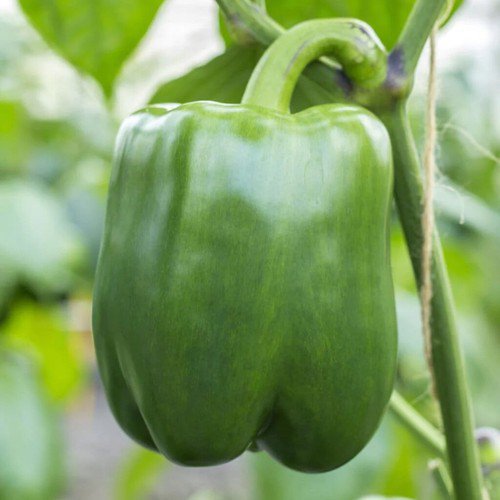 Bell Pepper Seeds Pepper Seeds Non Gmo Easy to Grow