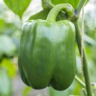 Bell Pepper Seeds Pepper Seeds Non Gmo Easy to Grow