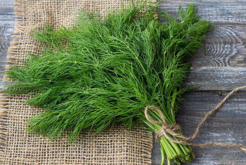 Dill Herb Seeds Bouquet Non Gmo Easy to Grow