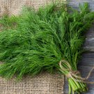 Dill Herb Seeds Bouquet Non Gmo Easy to Grow