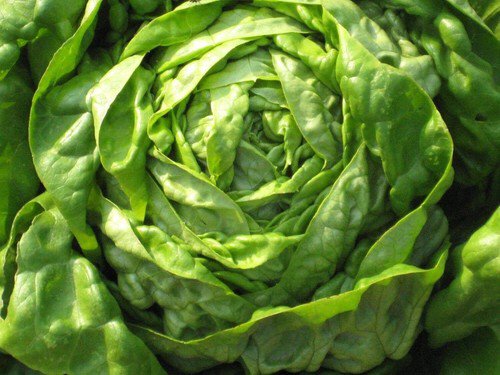 Lettuce Seeds Butter Crunch Lettuce Non Gmo Easy to Grow