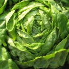 Lettuce Seeds Butter Crunch Lettuce Non Gmo Easy to Grow