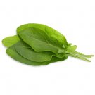Sorrel Seeds Vegetable Seeds Non Gmo Easy to Grow