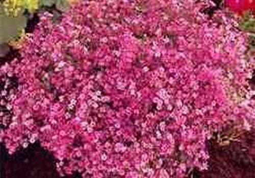 Pink Baby&acirc;��S Breath Carmine Flower Seeds Gypsophila Elegans Easy to Grow
