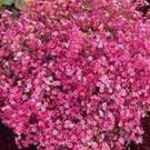 Pink Baby’S Breath Carmine Flower Seeds Gypsophila Elegans Easy to Grow